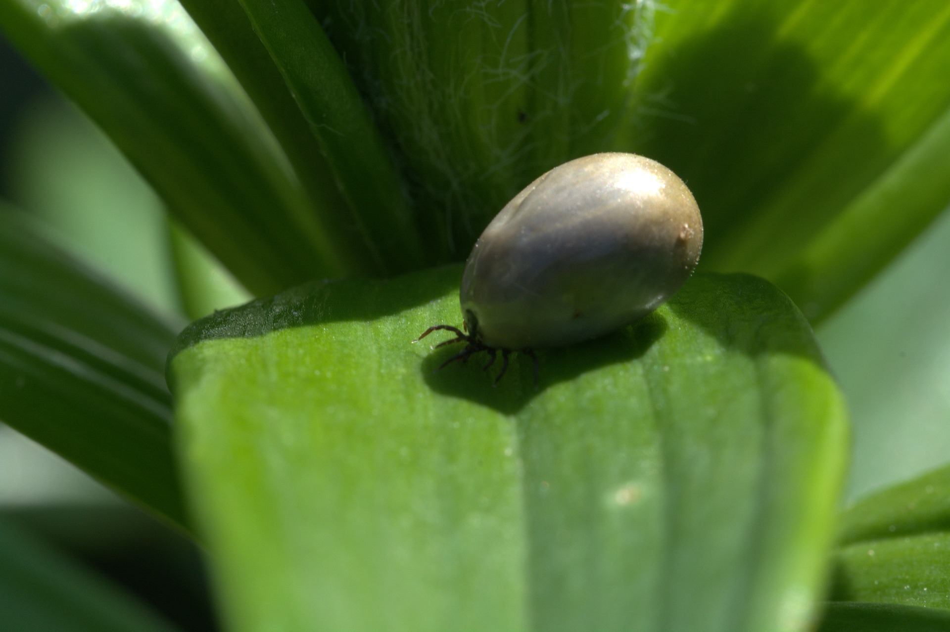 ¿Cómo evitar las garrapatas y la Rickettsia en el hogar?