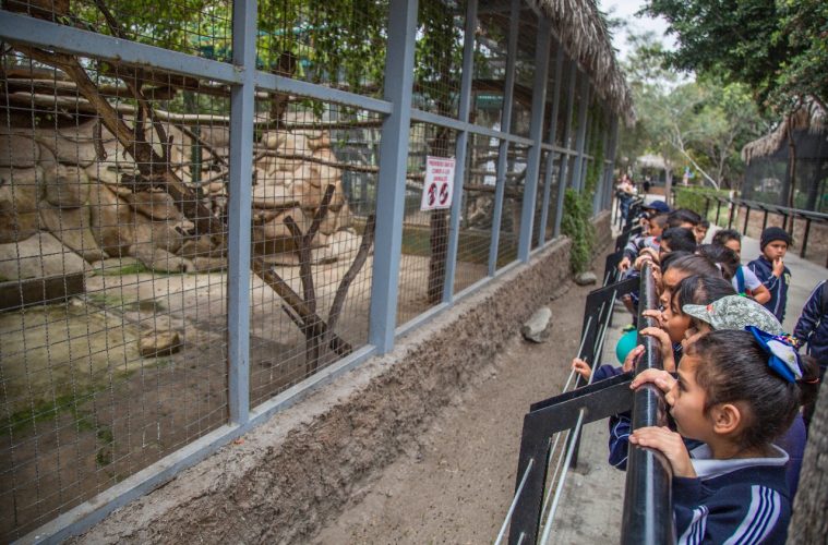 Que los animales del Parque Morelos están bien, dice Simpatt